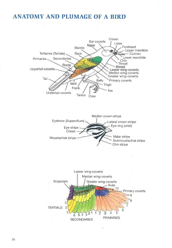 A Field Guide To Birds Of Malaysia & Singapore Fashion