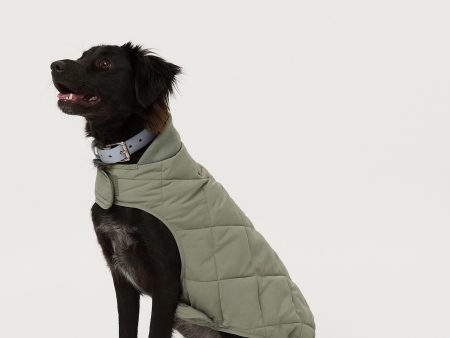 The Skyline Dog Jacket in Vetiver Green Online Hot Sale